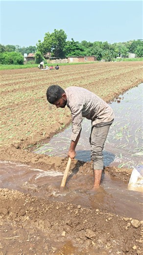 Village life #agriculture #khetiwadi #shorts