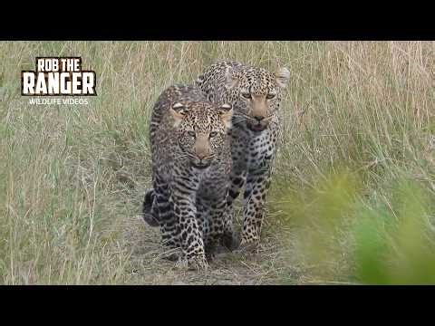 Spotting TWO LEOPARDS On the Road!!!! | Maasai Mara | Zebra Plains