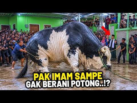 BIKIN GEGER WARGA SEKAMPUNG! Begini Penampkan Sapi KurbanTerbesar dan Termahal Tahun 2026