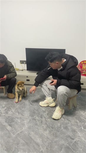 How cunning are dogs?