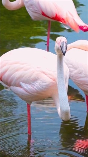 Why Do Flamingos Stand on One Leg? 🦩