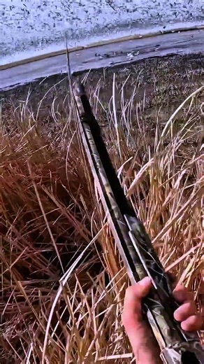 One step closer… and BOOM | 100+ geese down in seconds! #goose #geese #hunting #jumpshoot #shorts