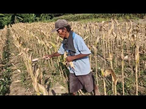 AMAZING CORN HARVEST! SMART FARMING SKILLS THAT YOU HAVE TO SEE! - Agricultural Farming