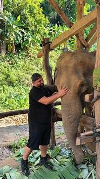 Together, We Can Give Baby Elephant Alia a Second Chance #help #animals #horse