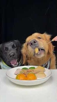 The Smell Drafted Me Instantly. Golden and Labrador. Cute Pet Debut Plan