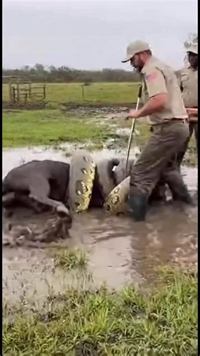 GIANT Anaconda Attacks Buffalo – Brave USA Wildlife Rescue Team Jumps Into Action! 🇺🇸 #reelschallengereelschallenge #reelsviralシ #fypreelsシ゚viralシ #animalovers #animalrescue #animalcare #animals | Ajay Unofficial