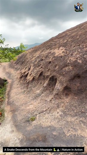 A Snake Descends from the Mountain 🐍⛰️ | Nature in Action#SnakeMovement #NatureInAction #wildlife