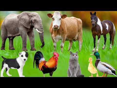 Farm Animal Habitats: Chicken, Pig, Sheep, Dog, Cat, Cow, Elephant, Goat, Tiger –Learn About Animals