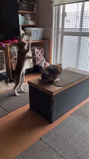 funny rabbits#bunny #rabbit #pet #funnyanimals