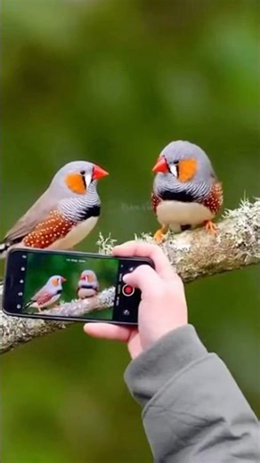 Australian Finches. #birdingparadise #birds #birdmaster #birdlives #bird #nature #naturelovers