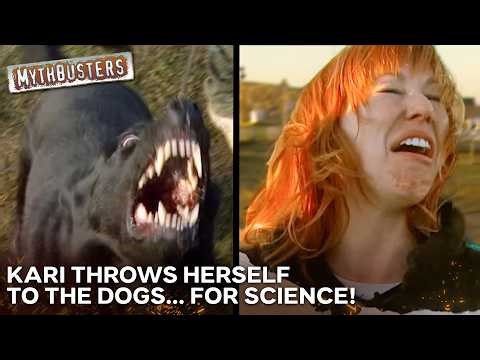 Is It Possible to Outsmart A Guard Dog? | MythBusters