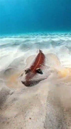 Red Predator Explodes From Sand! 💥🔴