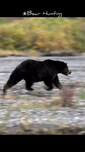 Alaskan Grizzly Brown Bear Hunting At Short Range. #hunting #brownbear #bearhunting