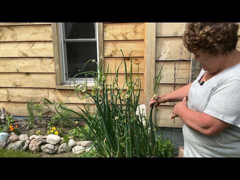 Come See The Gardens | Things Are Growing Well | Garden Tour