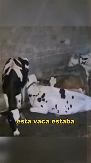 This Cow Nearly Suffocated Under Another Cow. #animals #Foryou #Friendship #Us #cow #fyp #wildlife