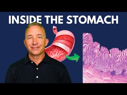 Stomach Anatomy & Histology: How the Stomach’s Structure Drives Digestion