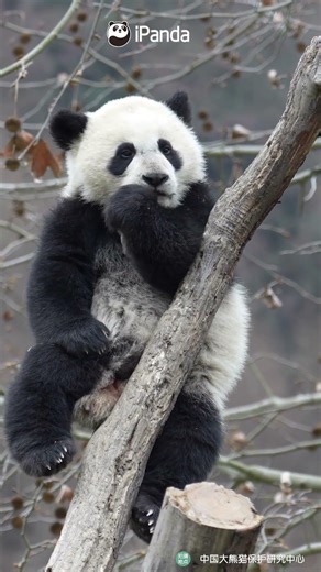 I'm Ready To Catch, You Can Fall Down Now | iPanda #shorts