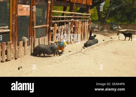 Young child petting a black pot-bellied pig at a sunny petting zoo and then running away Stock Video Footage - Alamy