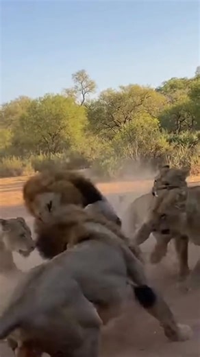 Two rival male lions may fight to assert dominance, defend a pride, or claim a territory. Such battles involve snarling, pawing, biting, and raking with claws. The outcome depends on size, health, strategy, and support from coalition partners; injuries can occur, but the loser may retreat and yield pride leadership. #tourism #tour #travel #travelphotography #travelblogger #TravelGoals #lionelmessi #vacation #vacaciones #vacancy #vacationmode #wildlife #wildlifephotography #cultura #holiday #holi