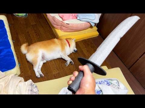 ふぬけきった柴犬に野生の勘の抜き打ちチェックをしてみた。