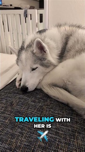 Senior Dog's Epic Road Trip to Super Pet Expo!