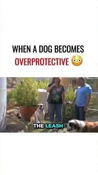 When a Dog Becomes Overprotective 😳