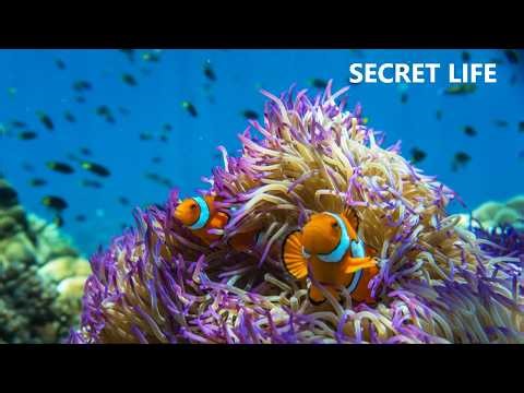Great Barrier Reef | Secret World of Fish & Coral