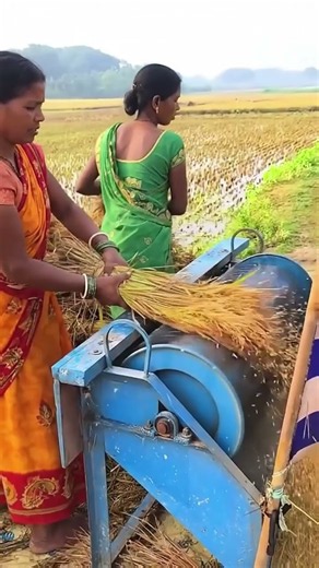 Traditional Rice Threshing 🌾 #farming #agriculture #viral
