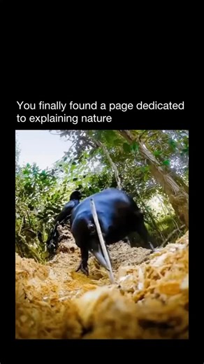 Explaining Nature on Instagram: "These ingenious Caledonian crows are expert foragers, relying on intelligence and tools to uncover hidden food. A watchful crow discovers a plump beetle larva buried deep inside decaying wood. Using a carefully chosen stick, she inserts it into the hole, tempting the grub to latch on. With steady precision, she pulls it free—just a handful of larvae each day is enough to power her fast-paced life. This skill is passed down through observation and practice. A youn