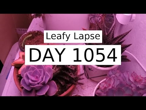 Succulent Weekly Update - 01/03/2026