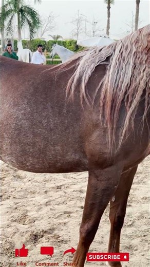 المهره الحلوة