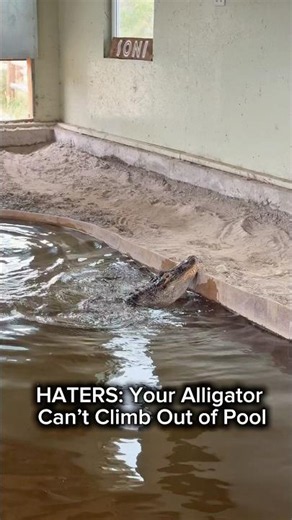 HATERS: Your Alligator Can’t Climb Out of Pool #shorts #alligator