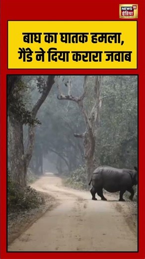 बाघ का घातक हमला, गैंडे ने दिया करारा जवाब #shorts #tiger #viralnews #viralvideo