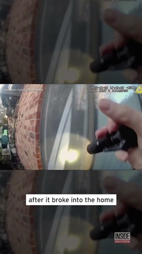 Deer Breaks Windows Entering And Exiting Apartment Building #shorts