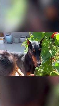 🐶❤️ The Most Loyal Dog in the World Saved His Owner from a Robber! 😱🚔🏡