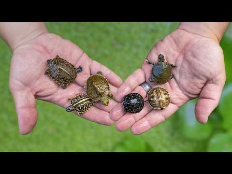 Turtle Hatching Season Is Here! Garden State Tortoise | New Baby Turtle Pond