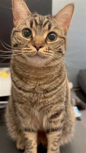子猫から現在、プリプリに成長した結果...!! #cat #猫