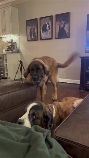 Want a well behaved dog? This is what 95% of dog training really looks like.