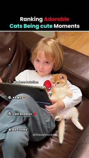 Ranking Cats being cute moments #shorts