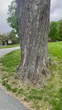 Dying Sugar Maples: Understanding Tree Decline & the Need for Removal
