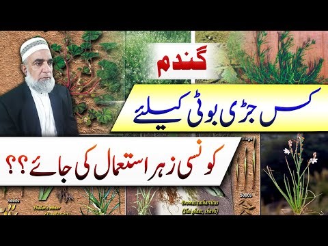 Which herbicide should be used for which weed in wheat crop || Crop Reformer