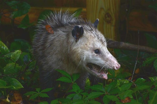 Biologists Are Using Florida Opossums as Low-Tech Trackers to Hunt the State's Invasive Burmese Pythons