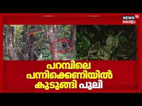 Leopard Found At Kannur | പറമ്പിലെ പന്നിക്കെണിയിൽ കുടുങ്ങി പുലി | Malur | Wild Animals Attack