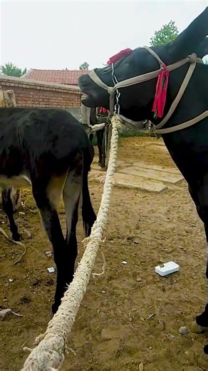 Funniest Donkey Ever Donkey Training the fun way 3