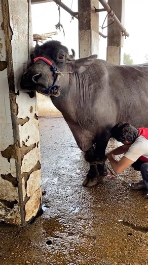 Real Meat Process 🐃 | From Farm to Food (Documentary Clip)