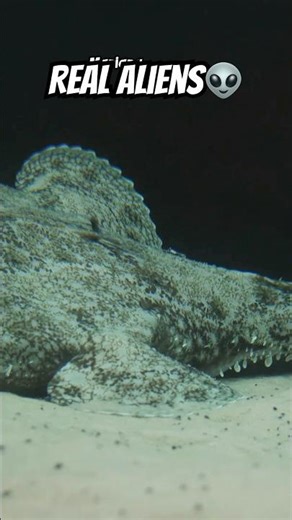 Aliens Found at 36,000 Feet! 👽 Mariana Trench Creatures