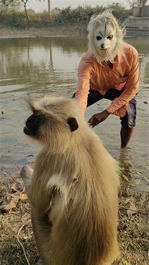 Langur Sitting Above Water as I Approach Wearing an Animal Mask from Inside the Water.
