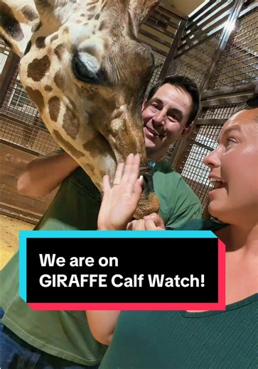 We are on GIRAFFE Calf Watch! Follow @Geralds.life for further updates!