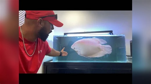 Alien fish jumps out of tank