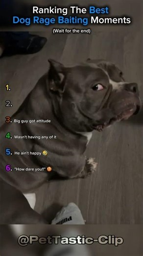 Ranking The Best Dog Ragebait Moments